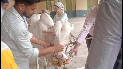 Parsis welcome sacred albino bull to Atash Behram Parsis welcome sacred albino bull to Atash Behram