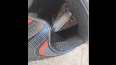 Snapshot of the snake hiding in helmet.