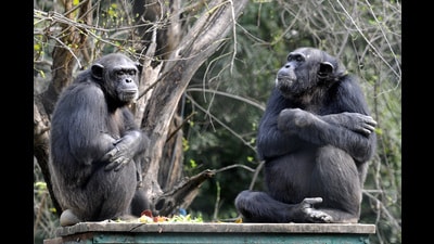 The Kukrail facility will be spread over 265 acres, which is more than three times the area the zoo has in Hazratganj (File) The Kukrail facility will be spread over 265 acres, which is more than three times the area the zoo has in Hazratganj (File)