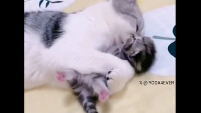 The image shows a mama cat hugging her kitten. (X/@Yoda4ever)