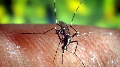 The Aedes albopictus mosquito is a dengue spreader — and its establishing a population in Europe (US CfDCaP/epa efe/dpa/picture-alliance ) The Aedes albopictus mosquito is a dengue spreader — and its establishing a population in Europe (US CfDCaP/epa efe/dpa/picture-alliance )