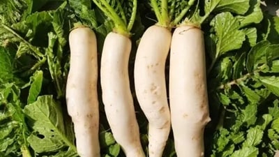 Radishes: Drinking milk soon after eating radish can prove troublesome for your digestive health. Radishes are considered to inhibit the digestion of milk.&nbsp; (Unsplash)
