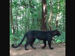 The image shows a black panther in a jungle in Odisha. The image shows a black panther in a jungle in Odisha.