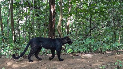 A black leopard roams in a forest, during the ongoing tiger census, in Odisha. (PTI) A black leopard roams in a forest, during the ongoing tiger census, in Odisha. (PTI)