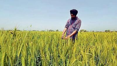 Experts pushed for crop diversification during the annual conference at PAU, Ludhiana. (HT File) Experts pushed for crop diversification during the annual conference at PAU, Ludhiana. (HT File)