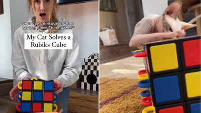 The image shows the cat in front of a huge cube puzzle designed for pets. (Instagram/@roswellandleela) The image shows the cat in front of a huge cube puzzle designed for pets. (Instagram/@roswellandleela)