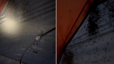 The image shows a tent covered in spiders. (Instagram/@lakeclarknps) The image shows a tent covered in spiders. (Instagram/@lakeclarknps)