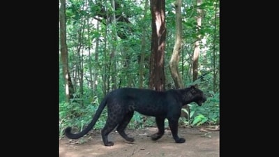 The image shows a black panther in a jungle in Odisha. (X/@ParveenKaswan) The image shows a black panther in a jungle in Odisha. (X/@ParveenKaswan)