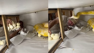 Snake bites man after he was seen picking her eggs. Snake bites man after he was seen picking her eggs.