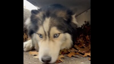 Husky stuck inside a storm drain. (Facebook/@LexKYACC)