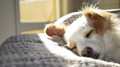 Some acute cases have quickly become pneumonia within 24 to 36 hours, the American Veterinary Medical Association said. (Pexels) Some acute cases have quickly become pneumonia within 24 to 36 hours, the American Veterinary Medical Association said. (Pexels)