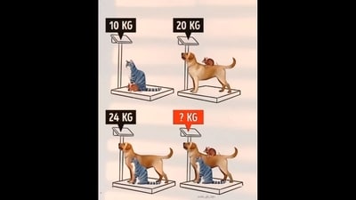 Brain Teaser: Can you find the combined weight of a cat, dog and a mouse? (Instagram/@mathcince) Brain Teaser: Can you find the combined weight of a cat, dog and a mouse? (Instagram/@mathcince)
