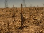 A drought-affected corn field in the town of Serodino, Santa Fe province, Argentina, on Thursday, Nov. 9, 2023.(Bloomberg)