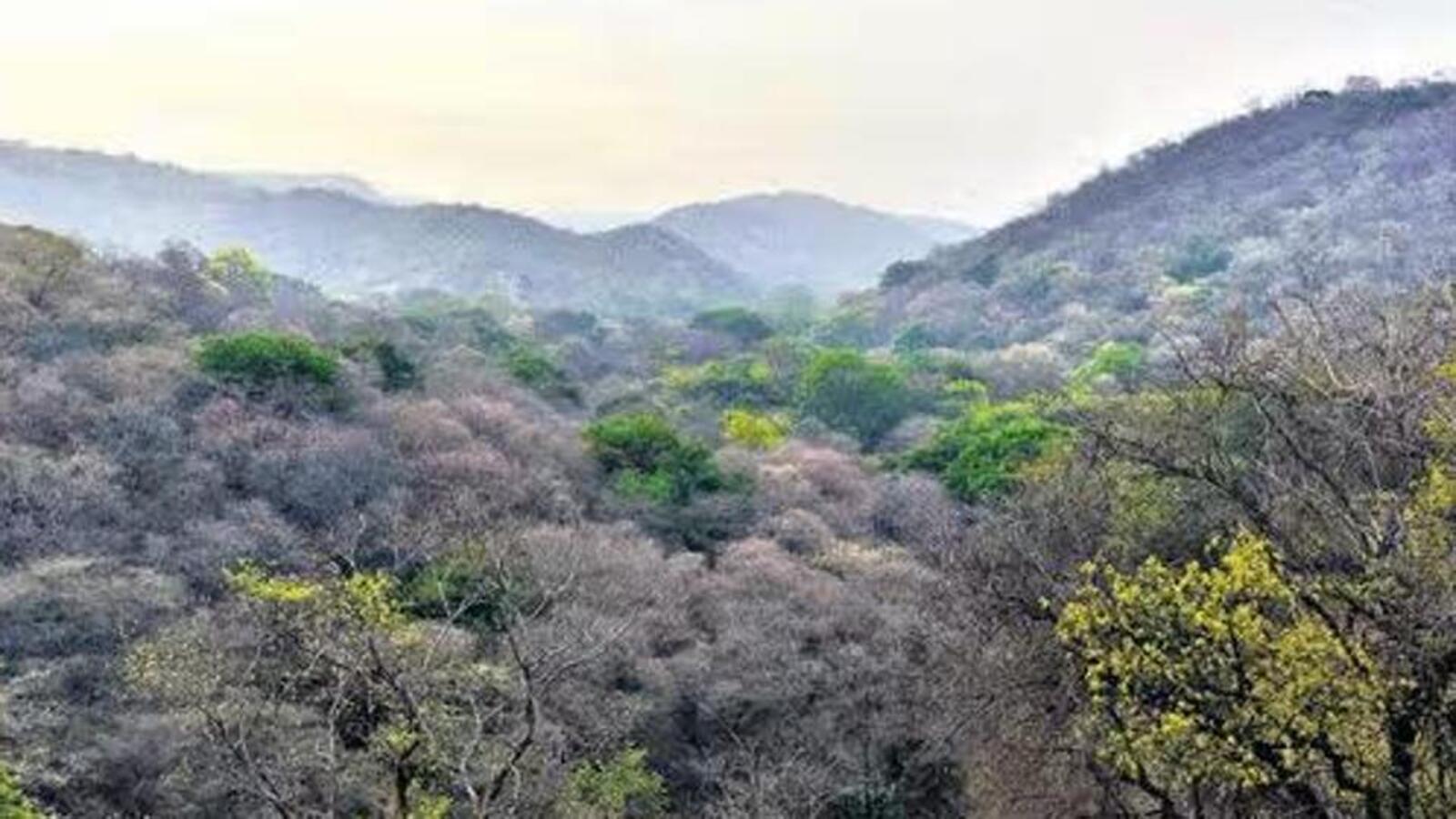 List deemed forest areas identified by expert committees in a year, say new rules - Vimarsana News