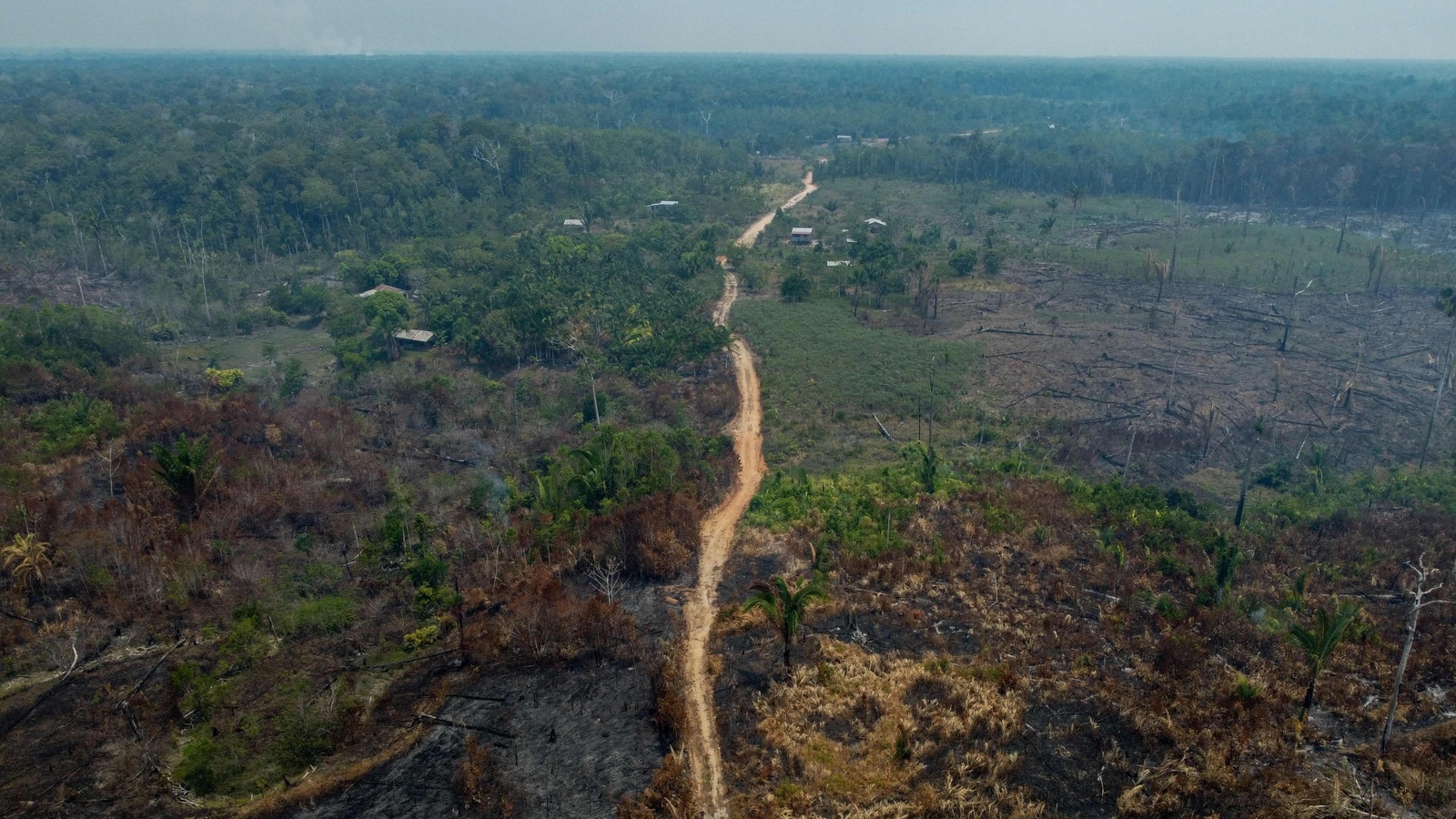 This Brazil state with highest rainforest destruction is tracking cattle as... - Vimarsana News
