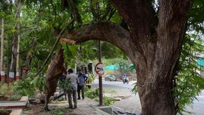A 32-year-old man, Abhijit Gund, died after a branch of a tree fell on him near the Omkareshwar Temple. The incident took place on November 26. (REPRESENTATIVE PHOTO)