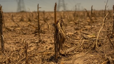 A drought-affected corn field in the town of Serodino, Santa Fe province, Argentina, on Thursday, Nov. 9, 2023. (Bloomberg) A drought-affected corn field in the town of Serodino, Santa Fe province, Argentina, on Thursday, Nov. 9, 2023. (Bloomberg)