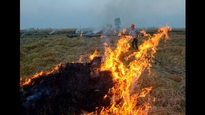 Acknowledging that farm fire incidents were now on the wane, the bench, in an order passed on Wednesday, said according to the report, there were no incidents of farm fires in Haryana, while only 18 were reported in Punjab on November 28. (PTI file)