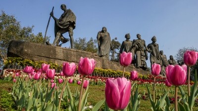 The 13-day Tulip Festival has been organized by the New Delhi Municipal Council (NDMC) in Delhi's Shanti Path lawns to herald the spring season. (PTI) The 13-day Tulip Festival has been organized by the New Delhi Municipal Council (NDMC) in Delhi's Shanti Path lawns to herald the spring season. (PTI)