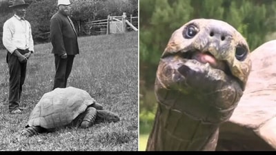 Snapshot of Jonathan, the tortoise who turned 191-years-old. (Guinness World Records. ) Snapshot of Jonathan, the tortoise who turned 191-years-old. (Guinness World Records. )