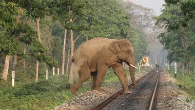 West Bengal has the highest—26 out of the 150 elephant corridors—in India. (Shutterstock/Representative)