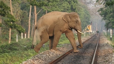 Government statistics indicate that an average of 20 elephant deaths occur yearly due to train collisions in the country. (Shutterstock/Representative) Government statistics indicate that an average of 20 elephant deaths occur yearly due to train collisions in the country. (Shutterstock/Representative)