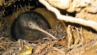 Representational picture. (Website of Department of Conservation) Representational picture. (Website of Department of Conservation)