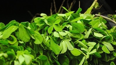 Fenugreek seeds were made into a gruel, halwa and were given to nursing mothers to increase the flow of milk. (Pixabay) Fenugreek seeds were made into a gruel, halwa and were given to nursing mothers to increase the flow of milk. (Pixabay)