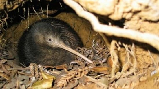 Representational picture. (Website of Department of Conservation)