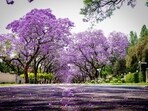 flowering_trees