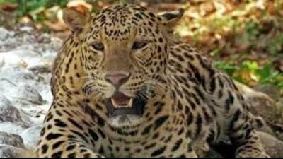 Bijnor farmers reel underleopard terror