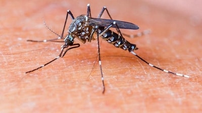 Nearly 3.3 million new malaria cases were detected in India last year, and 5,000 persons died. Nearly 3.3 million new malaria cases were detected in India last year, and 5,000 persons died.