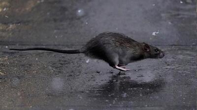 Chandigarh administration has prohibited the use of glue traps for rodent control. (HT File) Chandigarh administration has prohibited the use of glue traps for rodent control. (HT File)