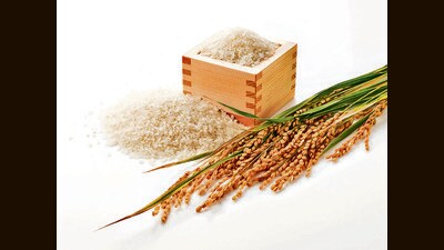 Grains are enveloped in woody, fibrous husks (or hulls) that survive intact even when swallowed or cooked. Even today, all grain must be de-husked before being eaten. (Adobe Stock) Grains are enveloped in woody, fibrous husks (or hulls) that survive intact even when swallowed or cooked. Even today, all grain must be de-husked before being eaten. (Adobe Stock)