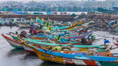 Fishing boats docked at Kasimedu fishing harbour following the heavy rainfall forecast owing to Cyclone Michaung in the Bay of Bengal, in Chennai, Saturday, Dec. 2, 2023. (PTI)