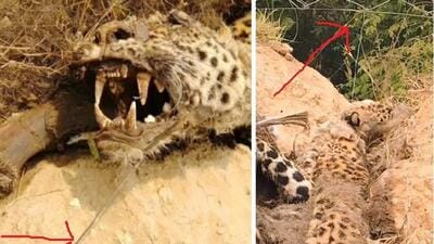 Red arrows point to a clutch wire trap, tethered to a fence, that killed the leopard. Red arrows point to a clutch wire trap, tethered to a fence, that killed the leopard.