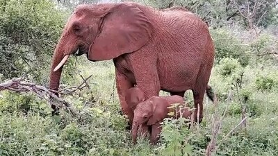 The image shows a mama elephant with her baby. (Instagram/@sheldricktrust) The image shows a mama elephant with her baby. (Instagram/@sheldricktrust)