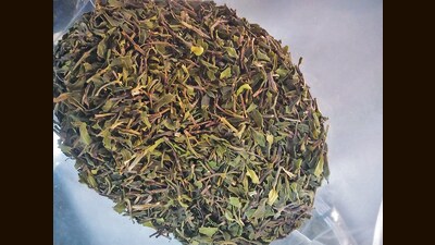 NCB seizes 6.94 kg of illegal khat leaves worth ₹40 lakh NCB seizes 6.94 kg of illegal khat leaves worth ₹40 lakh