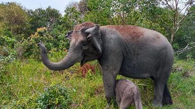 A wild elephant died after being administered a tranquilliser dart during an operation. (AFP) A wild elephant died after being administered a tranquilliser dart during an operation. (AFP)