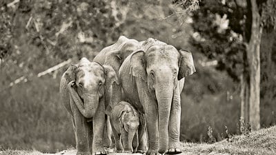 Asian elephants (Shutterstock)