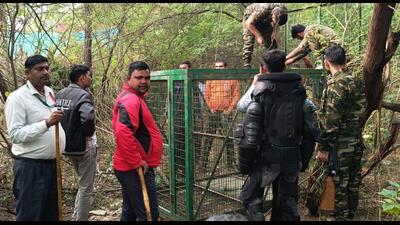 Forest department officials set up a cage after a leopard was spotted at Sainik Farm area, in New Delhi. (PTI) Forest department officials set up a cage after a leopard was spotted at Sainik Farm area, in New Delhi. (PTI)