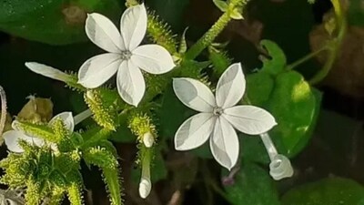 Chitrak helps in improving the overall metabolism of the body. It also helps in treating migraine, jaundice, skin diseases, urinary calculi and boosts digestion.&nbsp; (Unsplash)