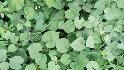 Guduchi comes with multiple health benefits. It helps in cleansing the liver and is anti-inflammatory in nature. Consumption of Guduchi helps in balancing the pitta – the heat energy of the body.&nbsp; (Unsplash)