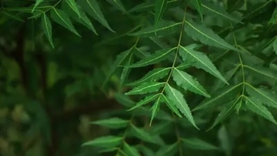 Neem helps in reducing blood sugar levels. It also helps in cleansing blood and the liver. It helps in treating fungal infections, nourishing the skin and increasing the overall immunity of the body.&nbsp; (Unsplash)