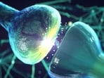 How to restore nerve cells after injury: Research How to restore nerve cells after injury: Research