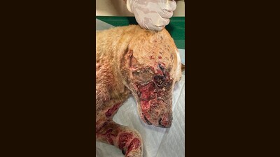 Acid attacks on 12 stray dogs in Uran alarms animal activists