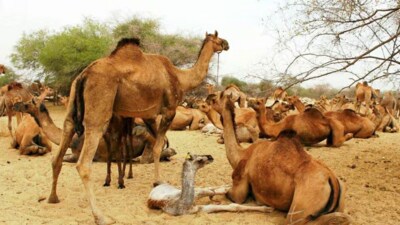 A local animal of the region, double humped camels are known for their endurance and load carrying capacity. (HT Photo) A local animal of the region, double humped camels are known for their endurance and load carrying capacity. (HT Photo)