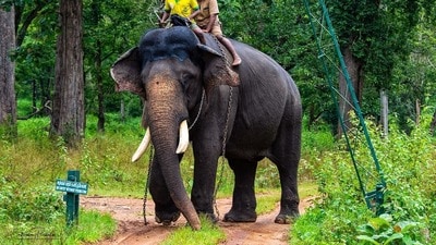 According to the officials, both Arjuna and the wild elephant were musth. (HT Photo) According to the officials, both Arjuna and the wild elephant were musth. (HT Photo)