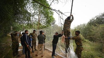 Officials from Delhi forest department along with locals setting up a net trap to catch the leopard that was spotted at Sainik Farms. (Sanchit Khanna/HT photo)