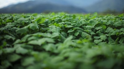 Plants have been evolving alongside the insects that pollinate them and eat them for hundreds of millions of years. (AFP) Plants have been evolving alongside the insects that pollinate them and eat them for hundreds of millions of years. (AFP)